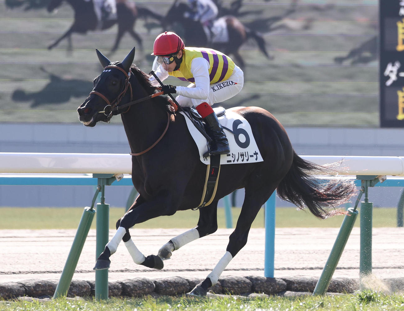12日の京都5R新馬戦を快勝したニシノサリーナ