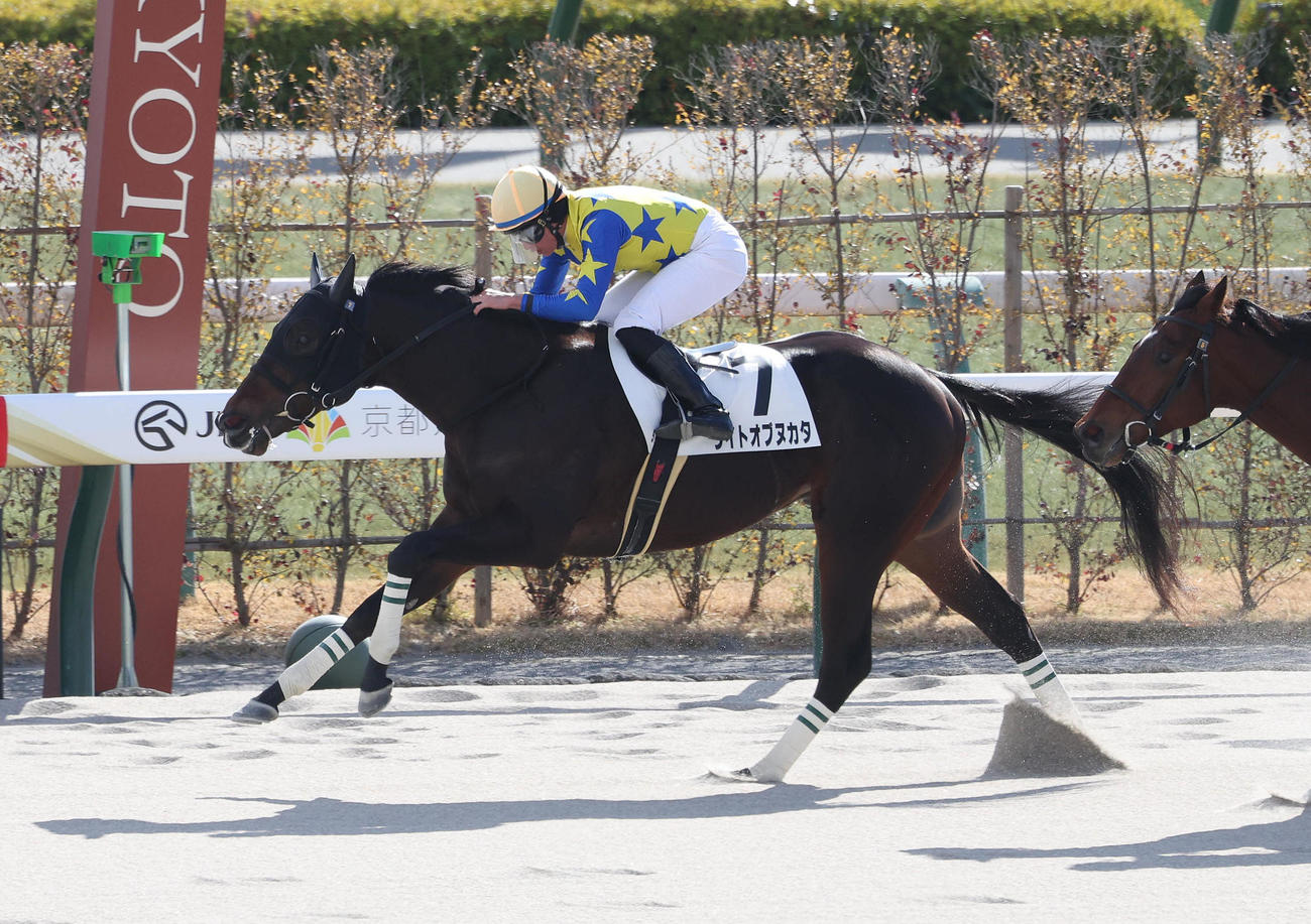 11日京都5R3歳1勝クラスを制したライトオブヌカタ