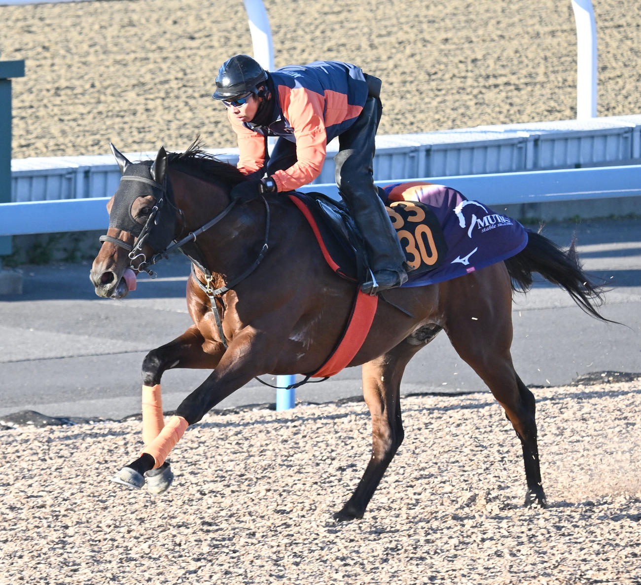 美浦ウッドを単走で追い切るステラスペース（撮影・千葉一成）