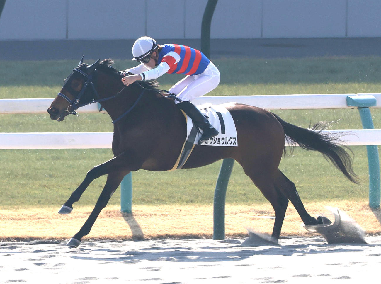 京都4R、逃げ切って新馬戦を制したホウショウルクス（撮影・白石智彦）