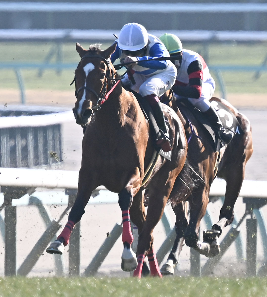 菜の花賞を制したアメティスタと横山武騎手（撮影・千葉一成）