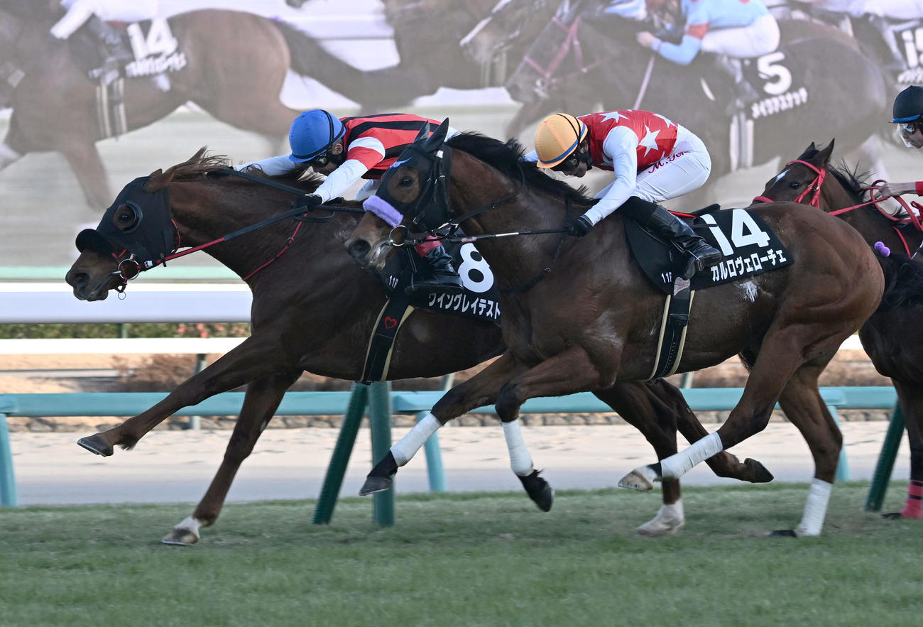 カーバンクルSを制したウイングレイテストと松岡騎手。右は2着のカルロヴェローチェ（撮影・千葉一成）