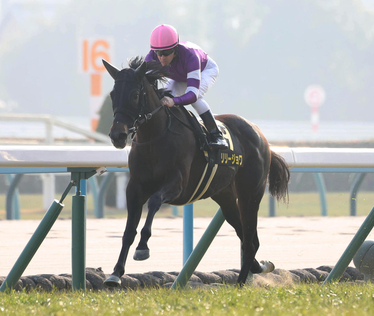 京都10R、先手を奪い紅梅Sを快勝したリリージョワ（撮影・白石智彦）
