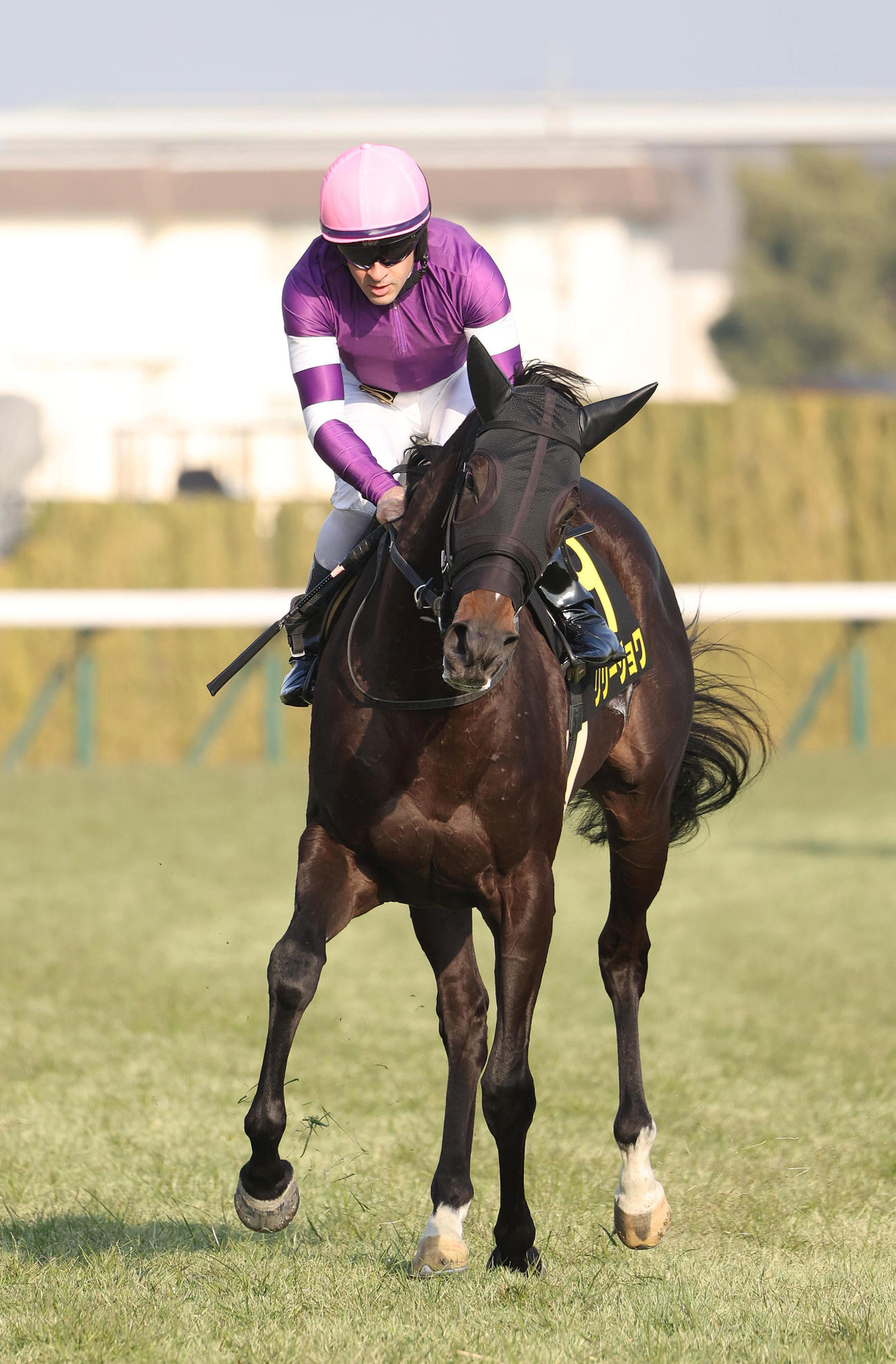 京都10R、紅梅Sを快勝したリリージョワ（撮影・白石智彦）