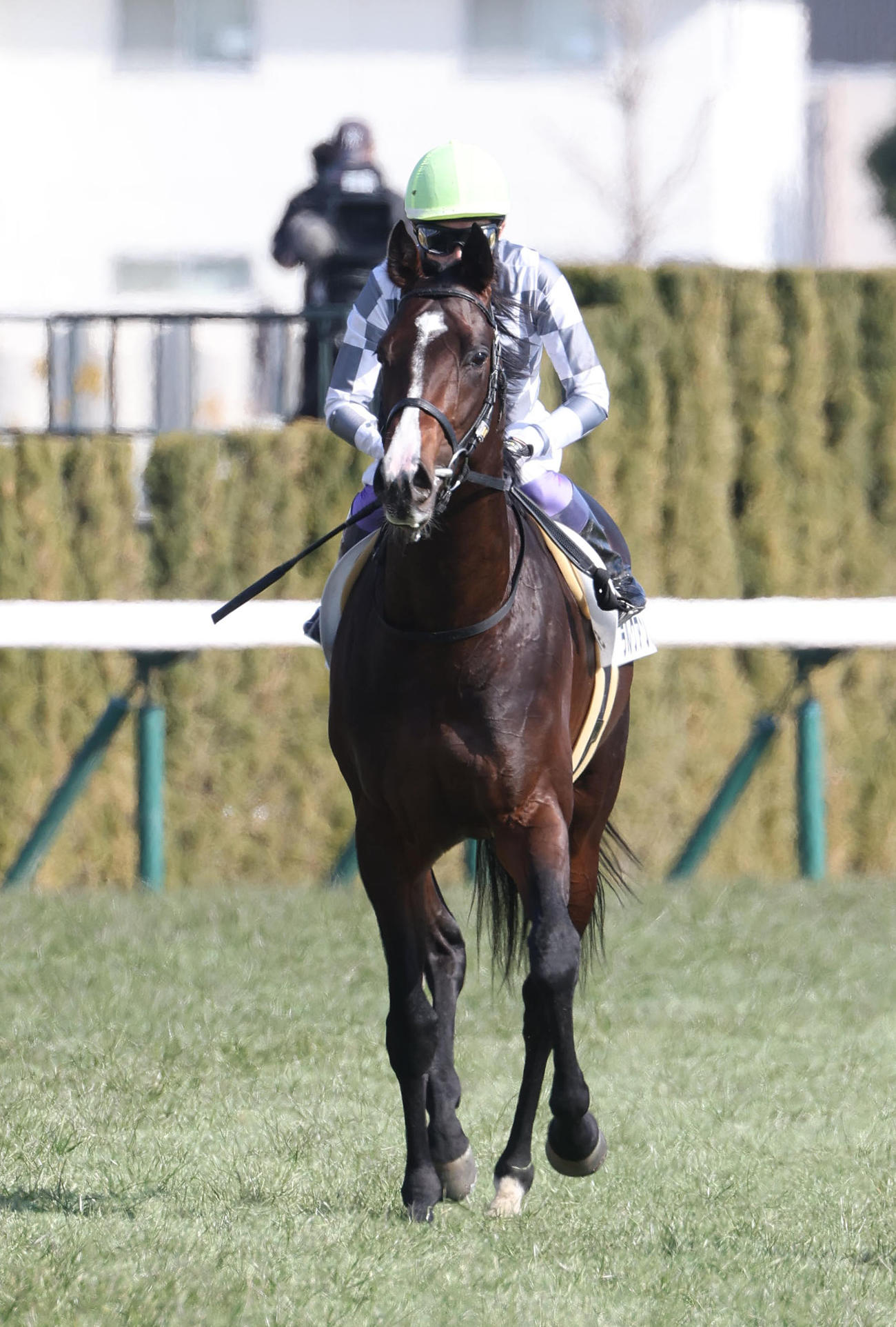 京都5R新馬戦、10着に敗れたラルクアンレーヴ（撮影・白石智彦）