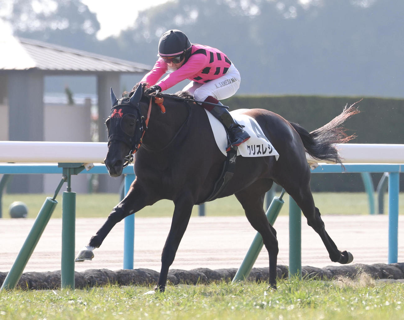 京都5R、直線内から抜け出して新馬戦を制したクリスレジーナ（撮影・白石智彦）