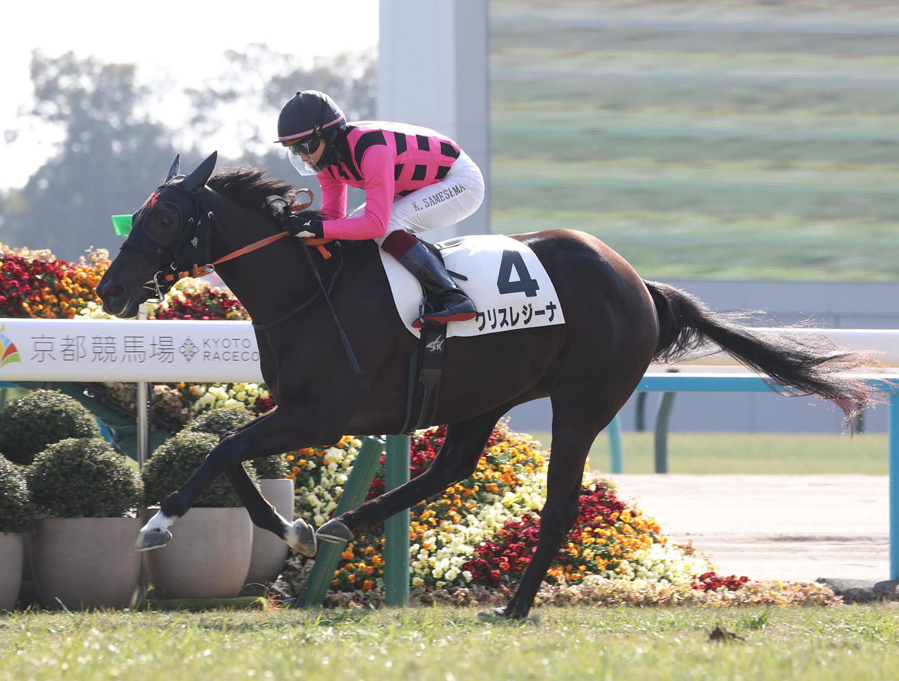 京都5R、直線内から抜け出して新馬戦を制したクリスレジーナ（撮影・白石智彦）
