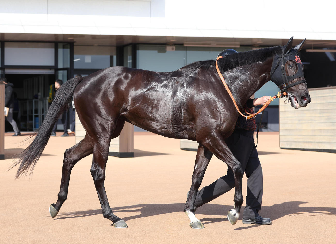 京都5R、新馬戦を制したクリスレジーナ（撮影・白石智彦）