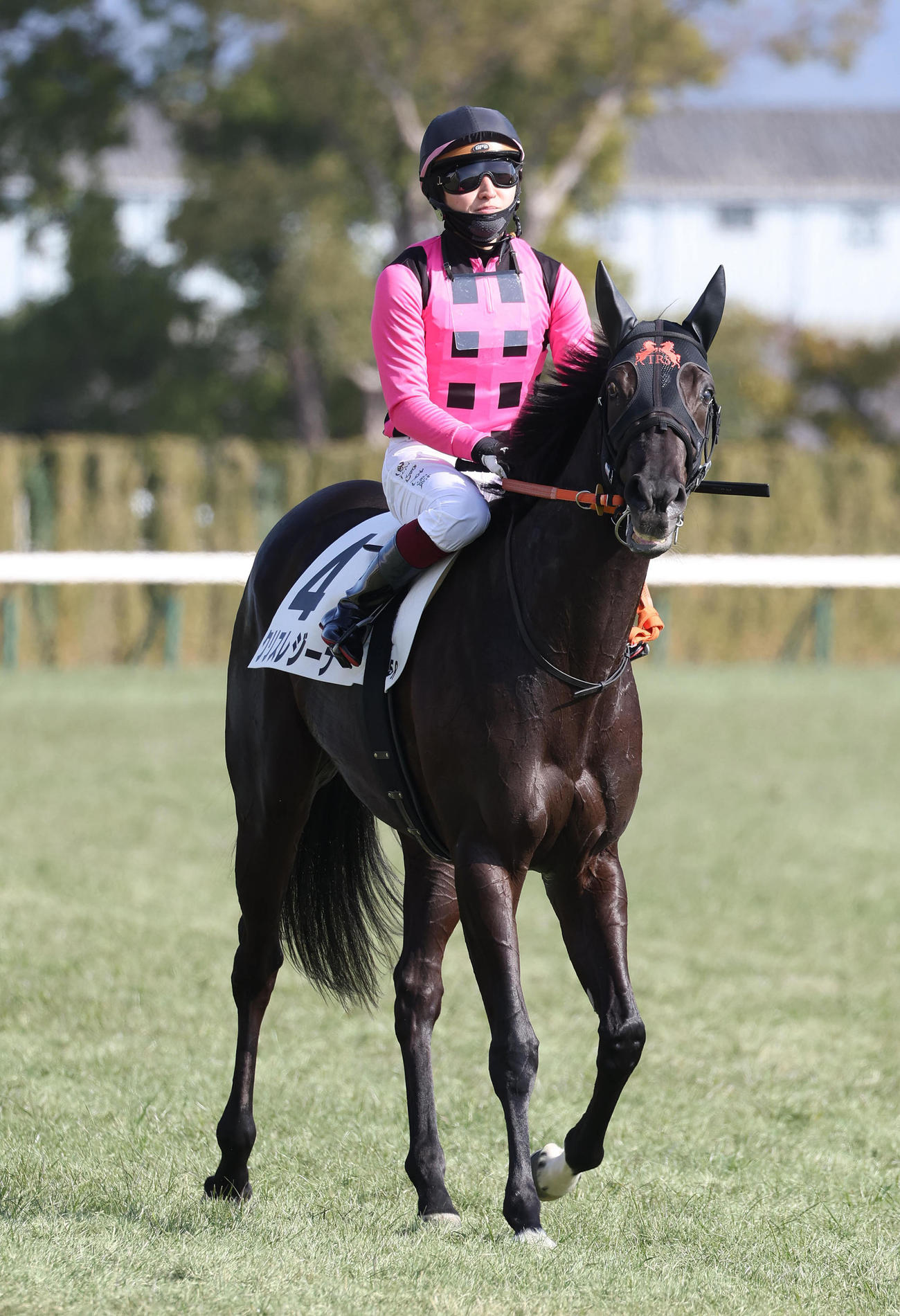 京都5R、新馬戦を制したクリスレジーナ（撮影・白石智彦）