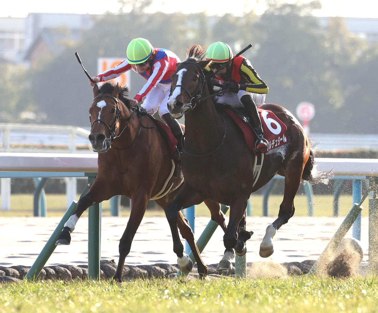 日経新春杯2着に入ったファミリータイム（左）。右は勝ったゲルチュタール（撮影・白石智彦）