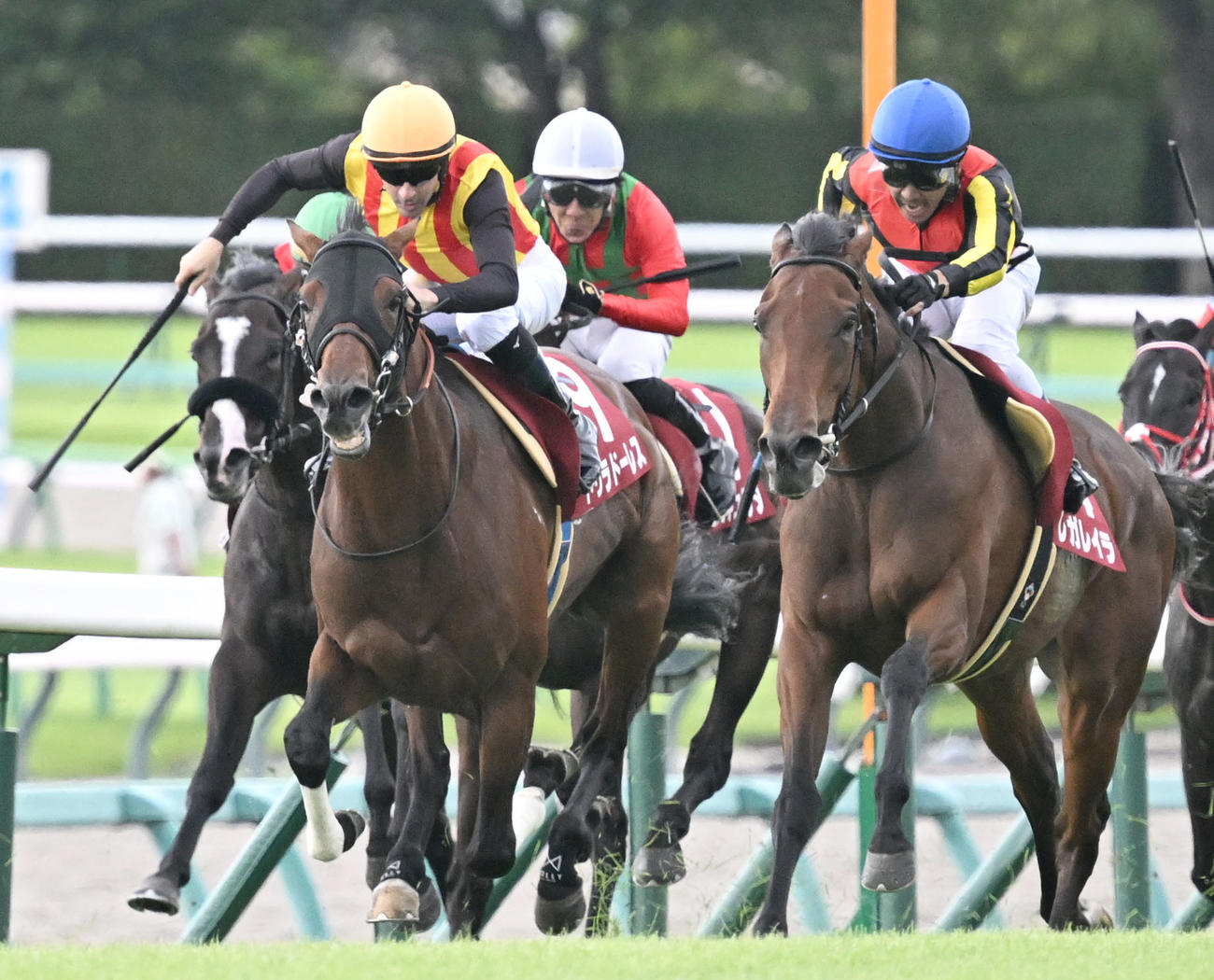 25年オールカマーを2着に敗れたドゥラドーレス（左）。右は勝ったレガレイラ