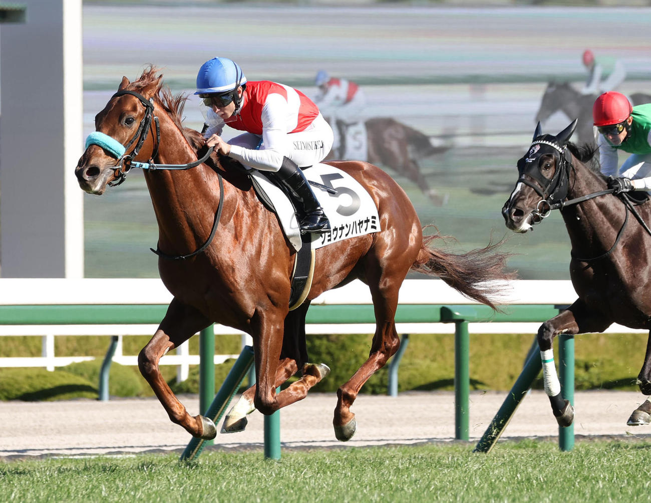 25年12月27日、阪神5R新馬戦を制したショウナンハヤナミ