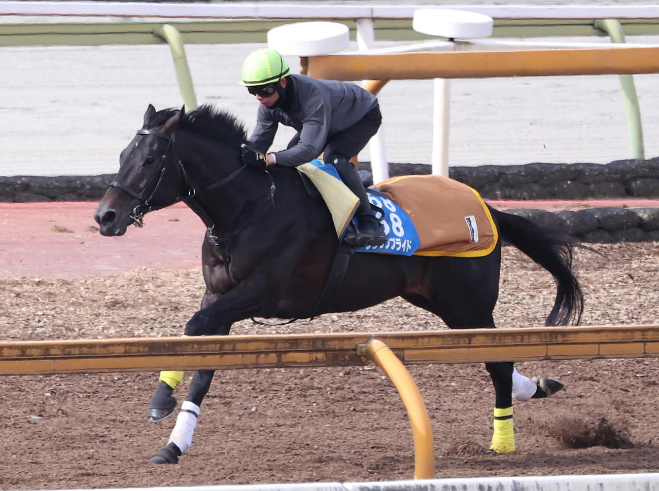 21日、田山騎手を背にCウッドを単走で追い切るクラウンプライド