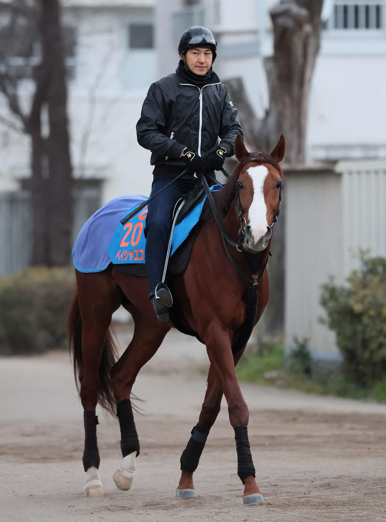21日、乗り運動するペイシャエス