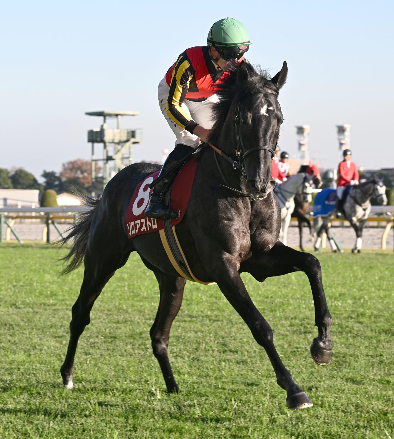 ゾロアストロ（25年11月撮影）