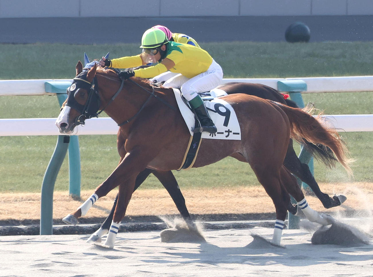 新馬戦を勝利したホーナー（撮影・白石智彦）