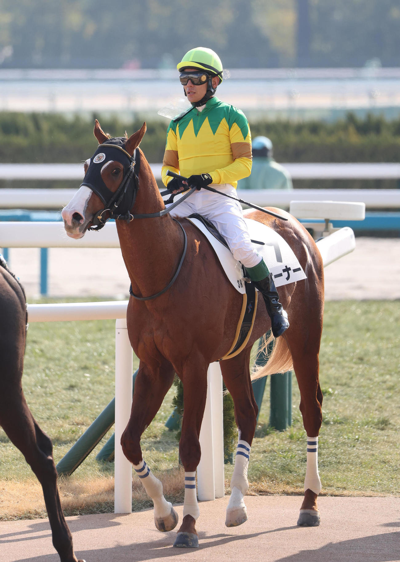 京都3R、浜中騎手を背に新馬戦を勝利したホーナー（撮影・白石智彦）