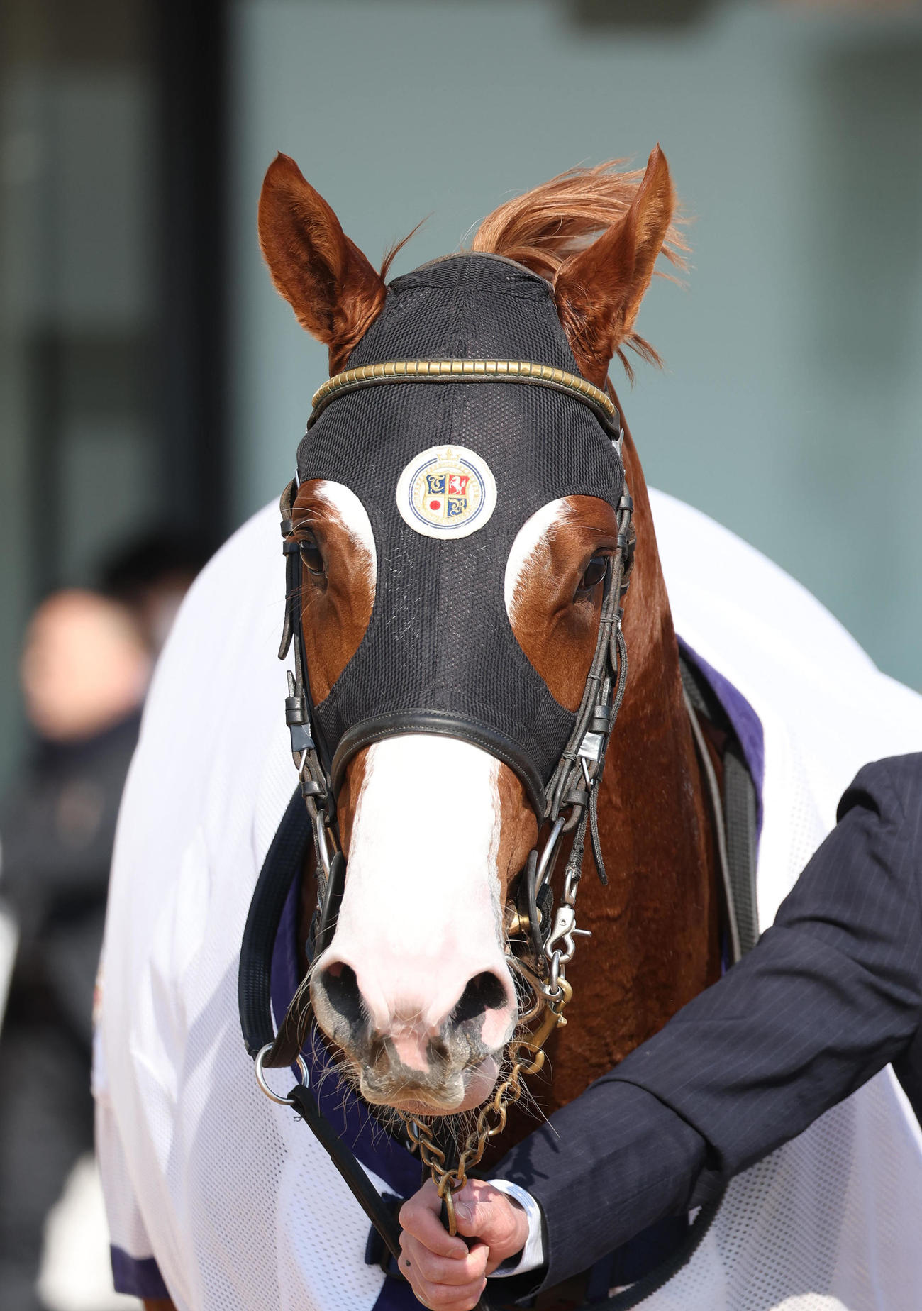 京都3R、新馬戦を勝利したホーナー（撮影・白石智彦）