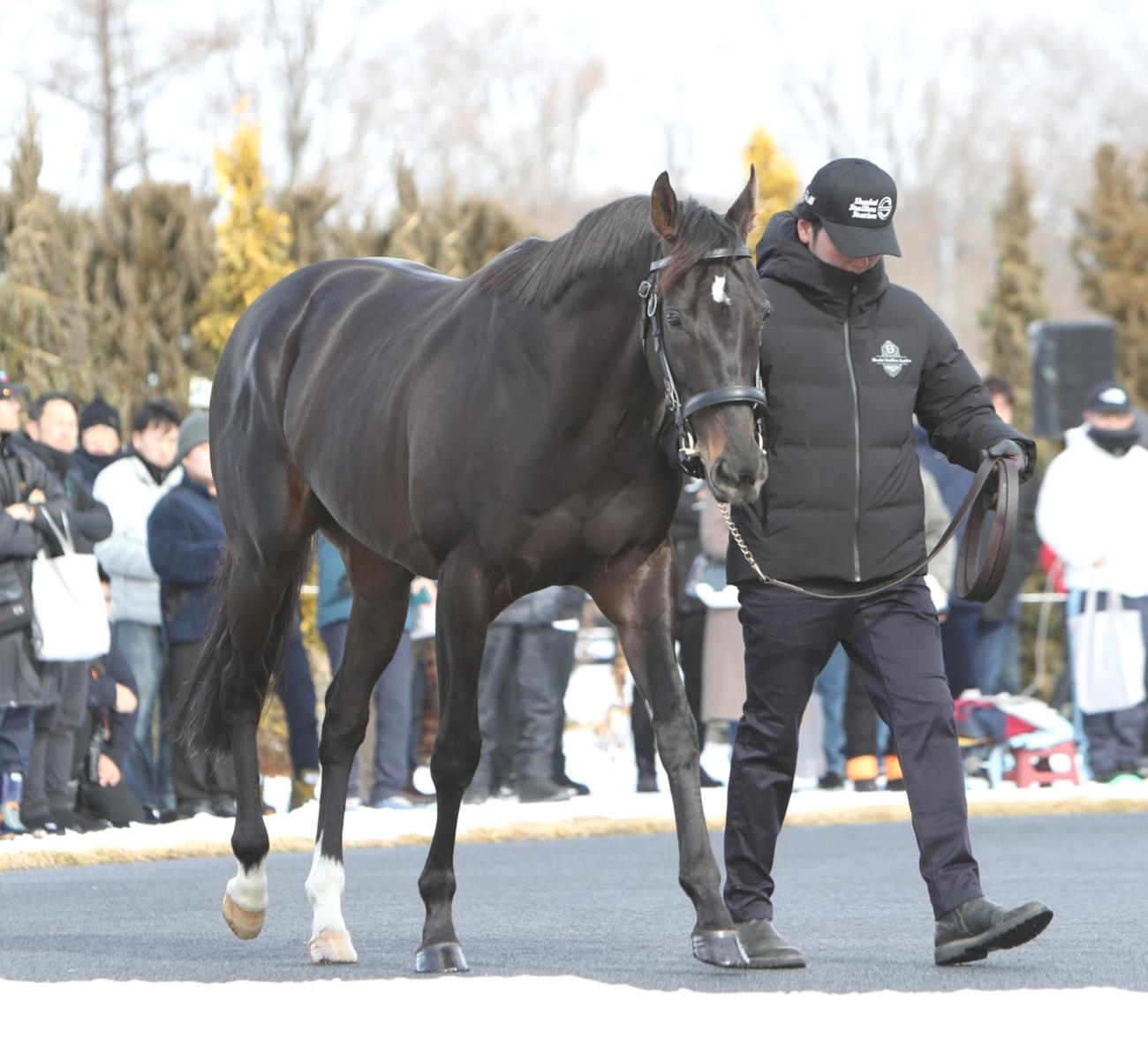 お披露目されたシャフリヤール（撮影・奥村晶治）