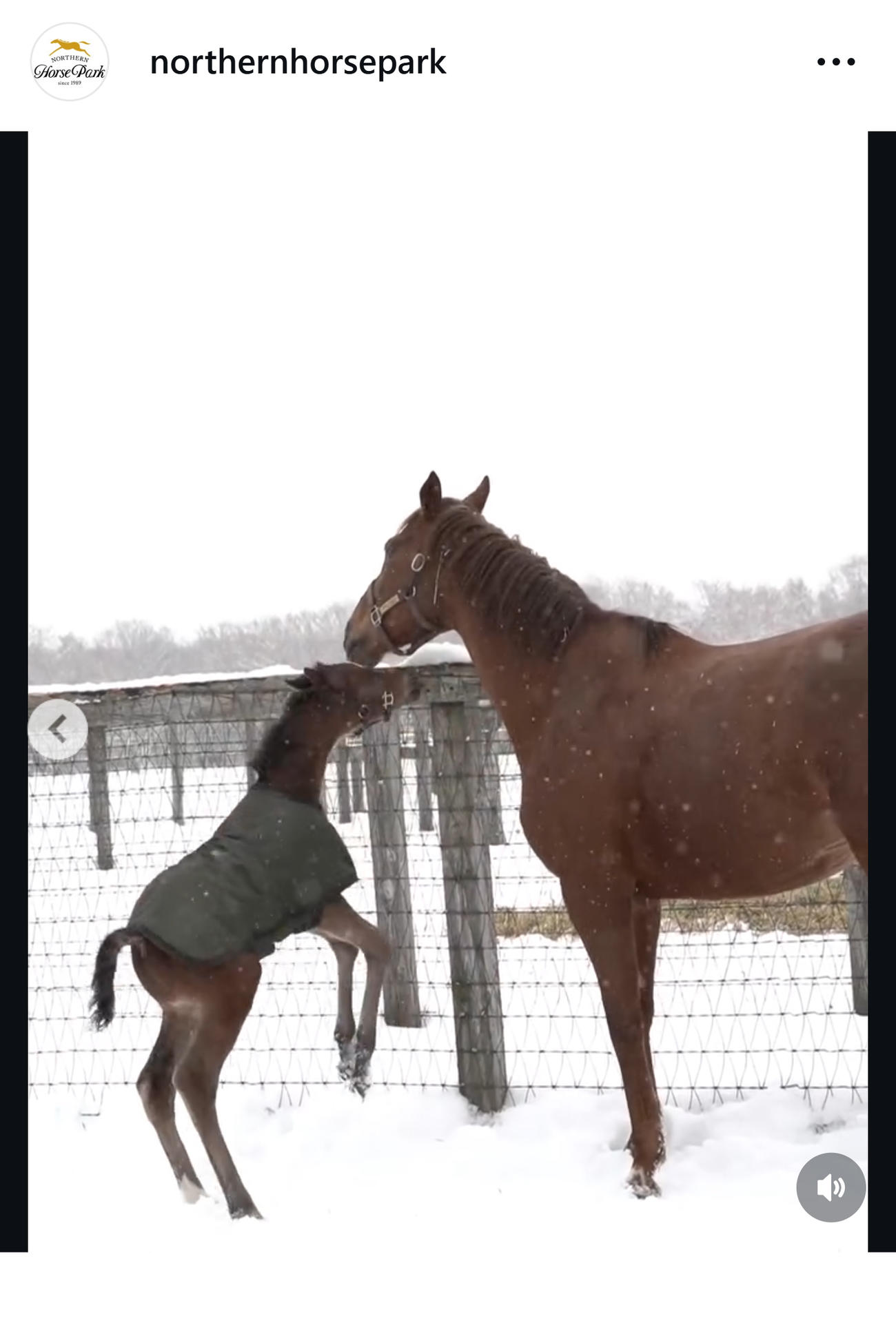 母親に甘える仔馬（ノーザーンホースパークの公式インスタグラムから）