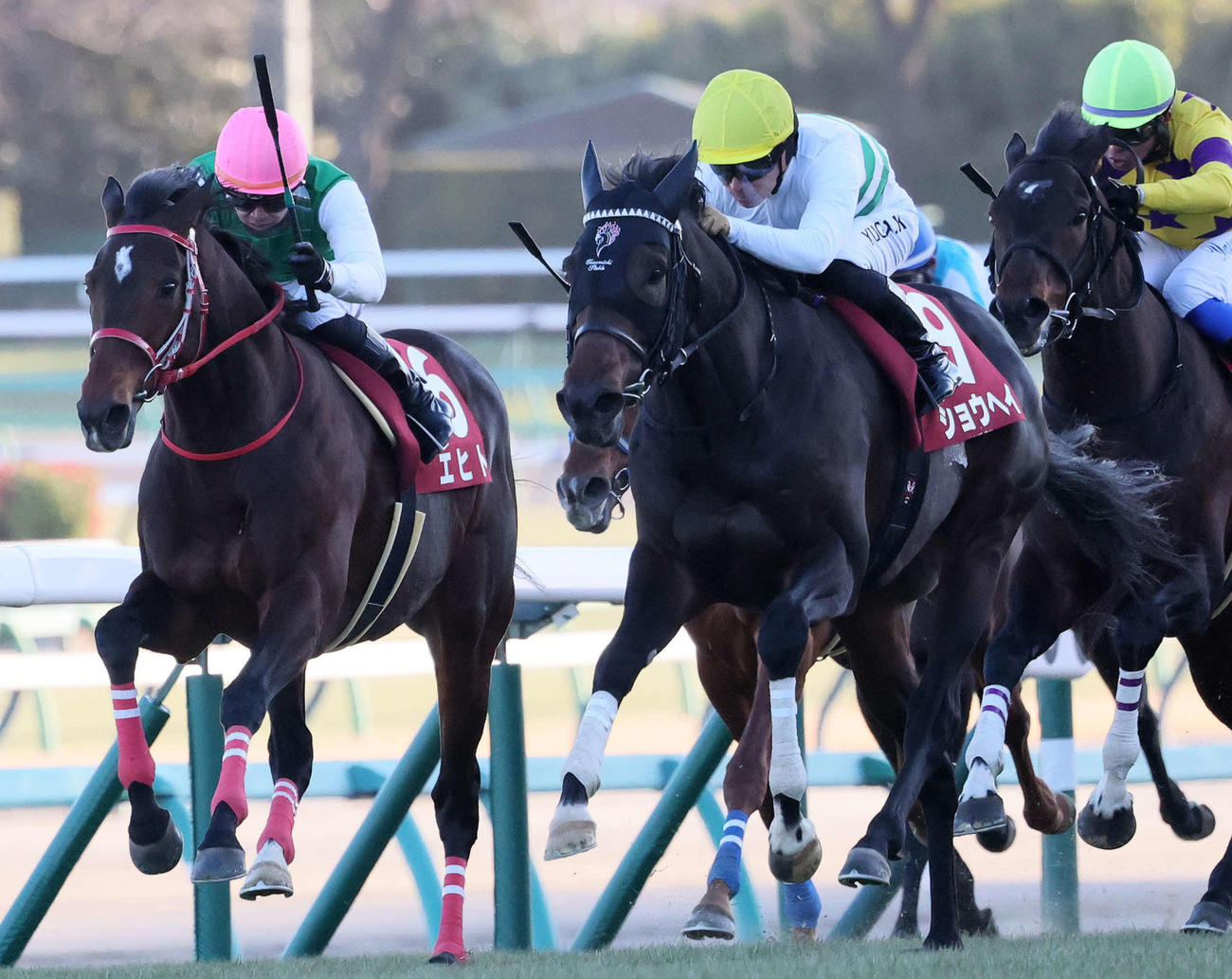 AJCC3着に入ったエヒト（左）。右は勝ったショウヘイ（撮影・丹羽敏通）