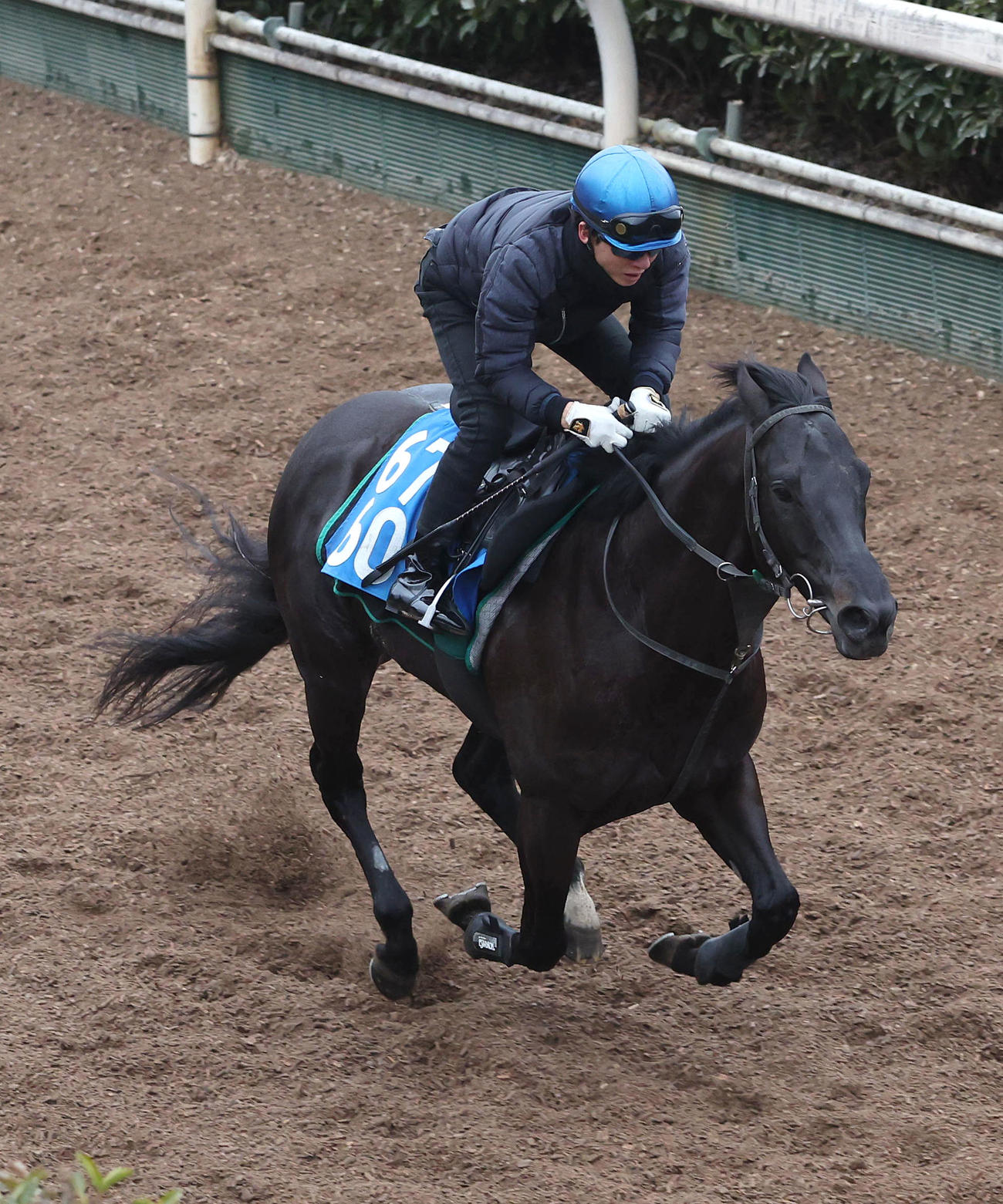 幸騎手を背に坂路を単走で追い切るオタルエバー（撮影・白石智彦）