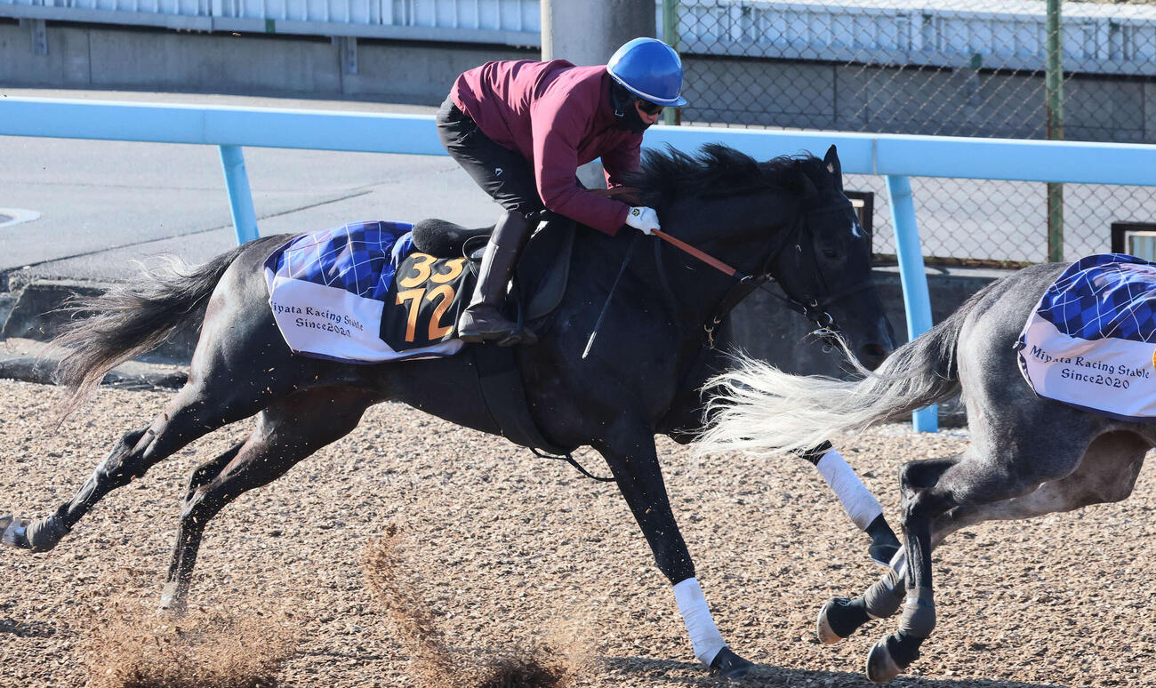 ゾロアストロは杉原騎手を背に美浦ウッドで追い切られた（撮影・丹羽敏通）