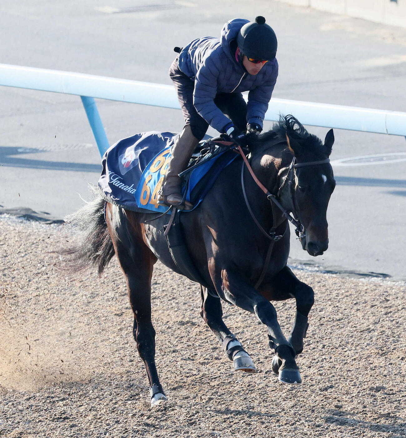 ウェイワードアクトは美浦ウッドを単走で追い切られた（撮影・丹羽敏通）