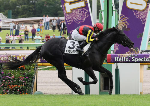 キタサンブラック産駒の良血馬チャリングクロスは2月28日中山の水仙賞
