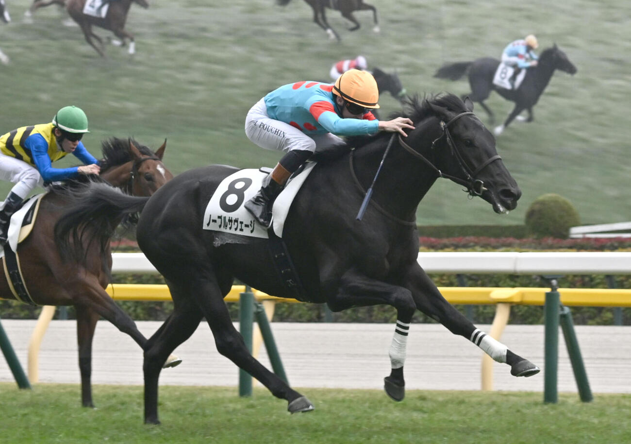 25年11月23日東京5R新馬戦を制したノーブルサヴェージ