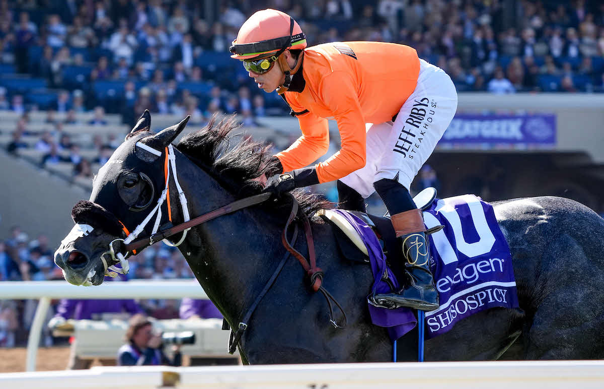 BCターフSを勝ったシソスパイシー（C）Scott Serio／Eclipse Sportswire／Breeders Cup
