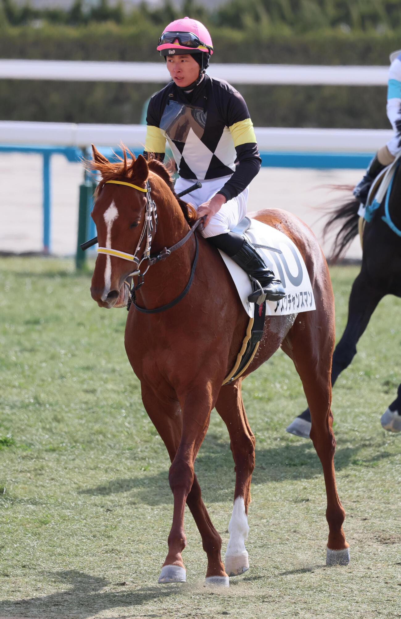 京都3R、3歳未勝利戦を制したアスクチャンスマンと岩田望騎手（撮影・宮崎幸一）