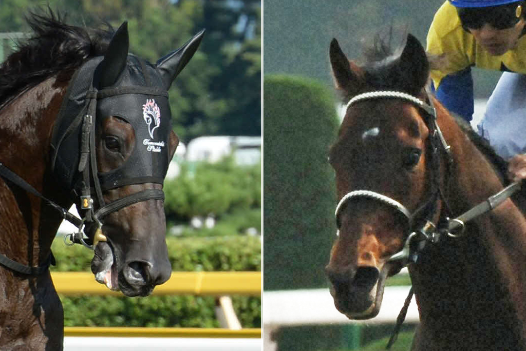父のマーティンボロ（左）と祖父のディープインパクト