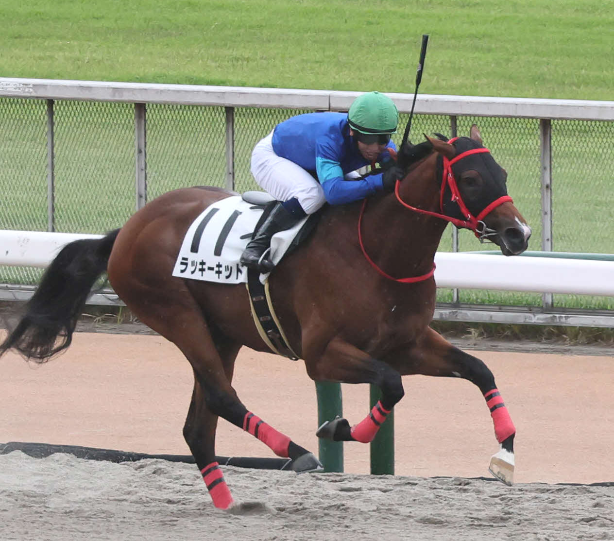 ラッキーキッド（2025年撮影）