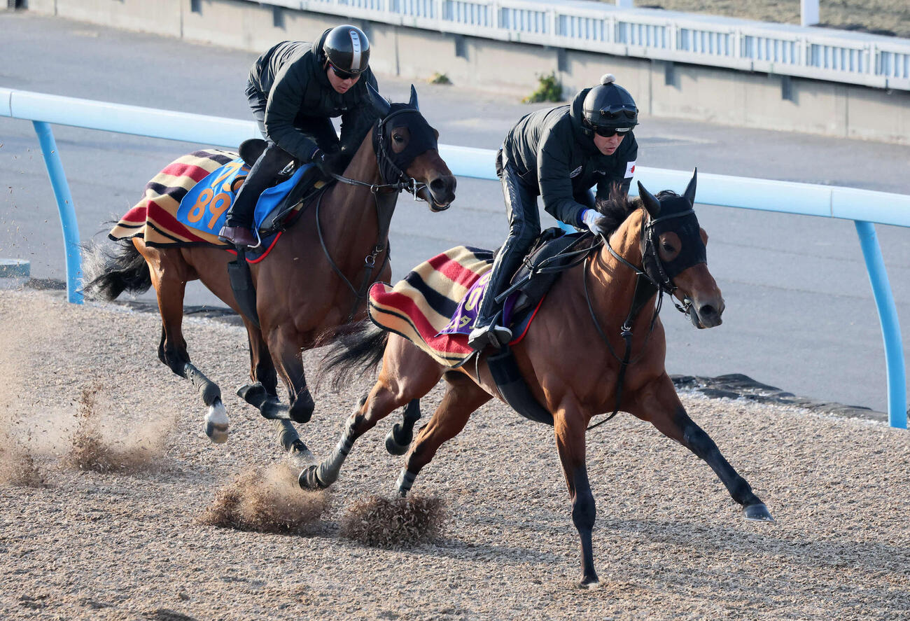 コスタノヴァ（右）は美浦ウッドでニュージーズと併せて追い切られた（撮影・丹羽敏通）