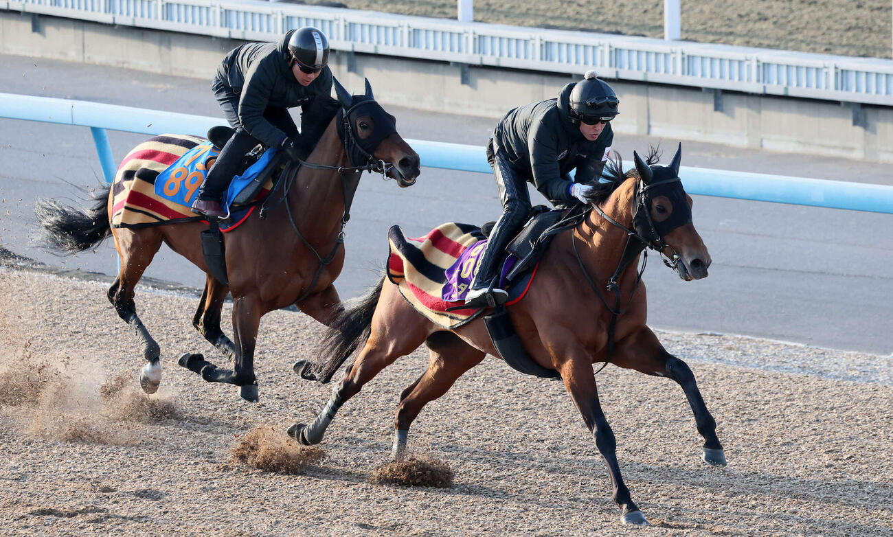 コスタノヴァ（右）は美浦ウッドでニュージーズと併せて追い切られた（撮影・丹羽敏通）