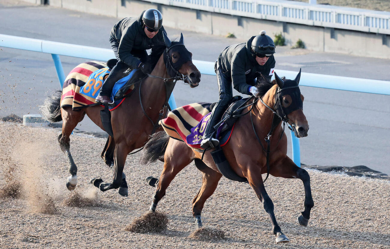 コスタノヴァ（右）は美浦ウッドでニュージーズと併せて追い切られた（撮影・丹羽敏通）