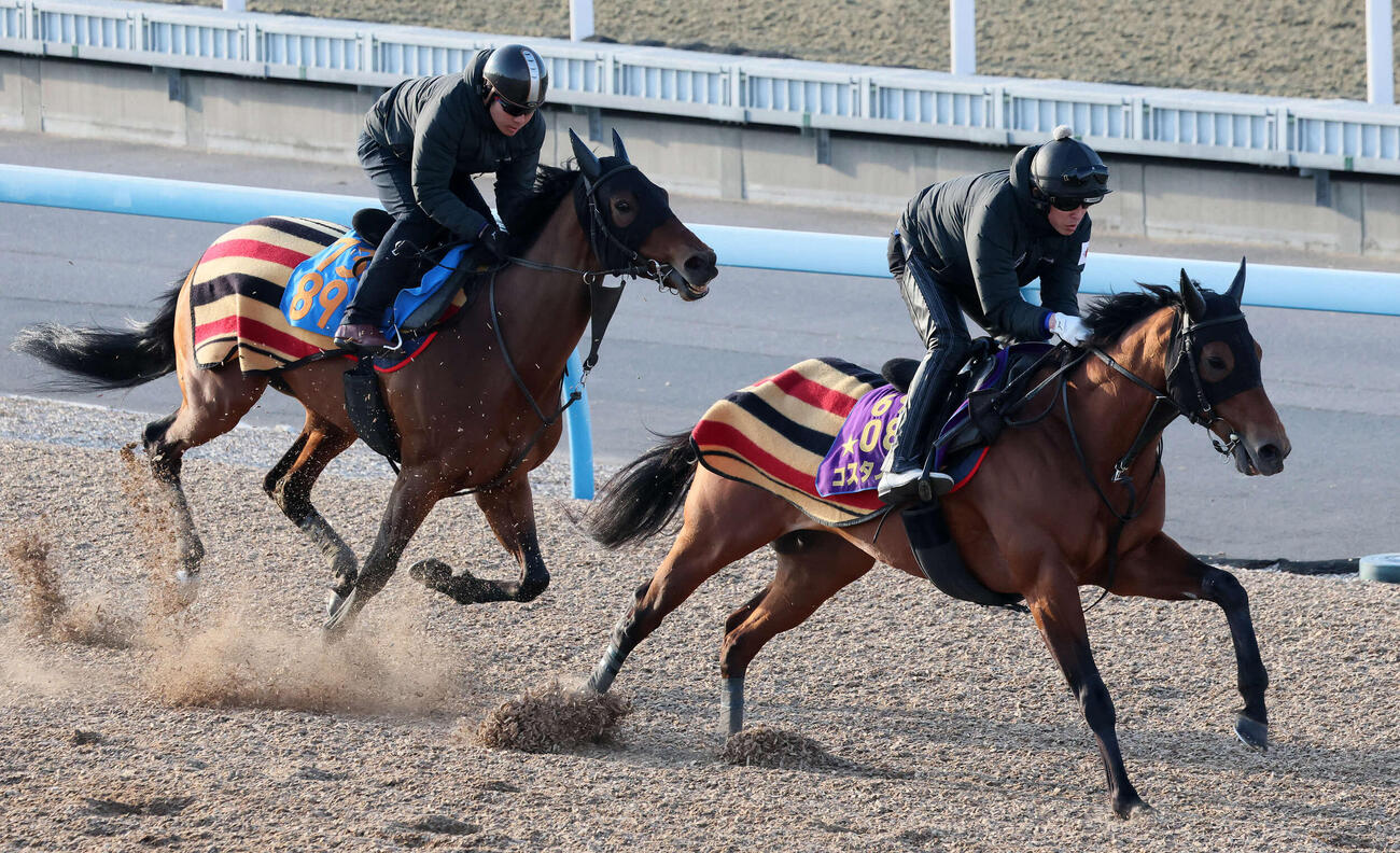 コスタノヴァ（右）は美浦ウッドでニュージーズと併せて追い切られた（撮影・丹羽敏通）