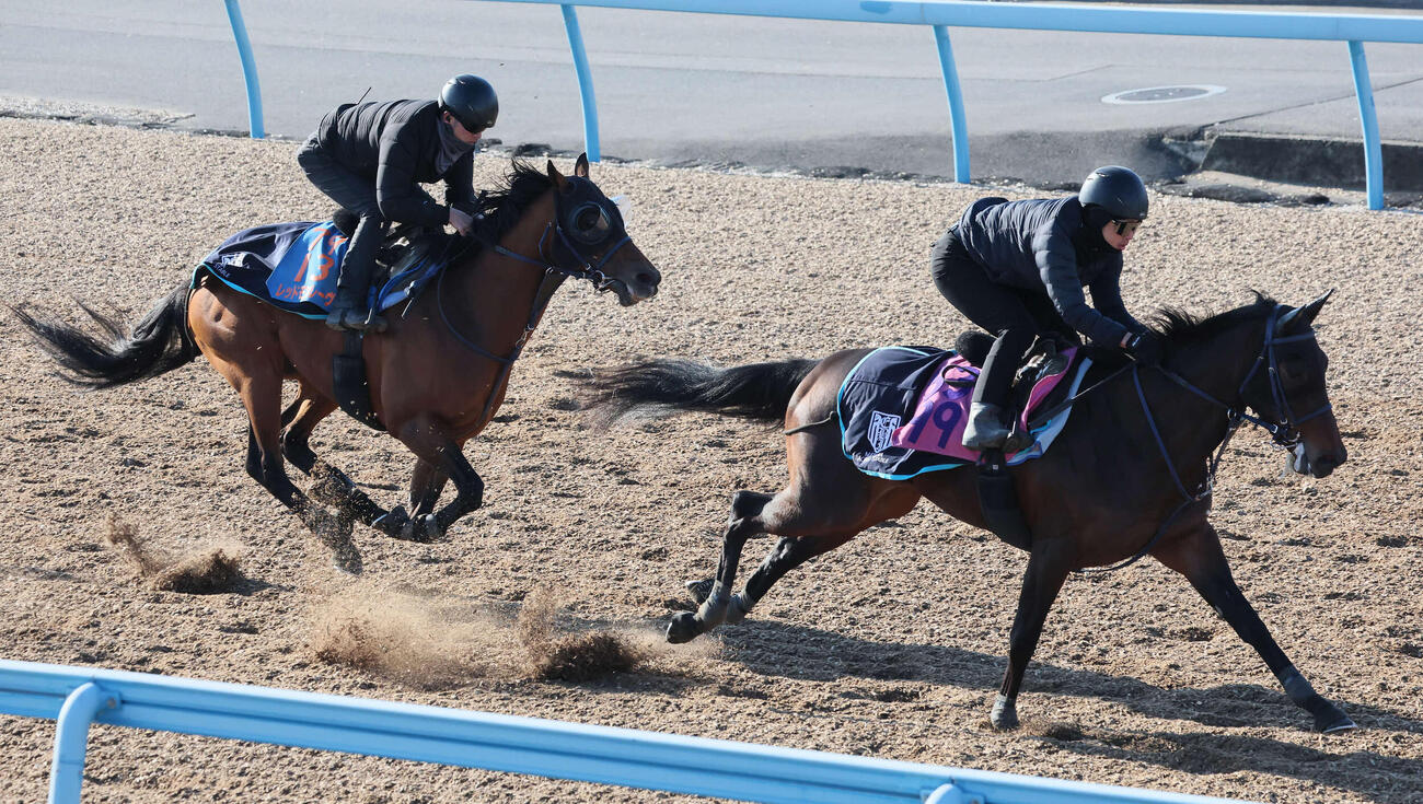 レッドモンレーヴ（左）は美浦ウッドでトワニと併せて追い切られた（撮影・丹羽敏通）