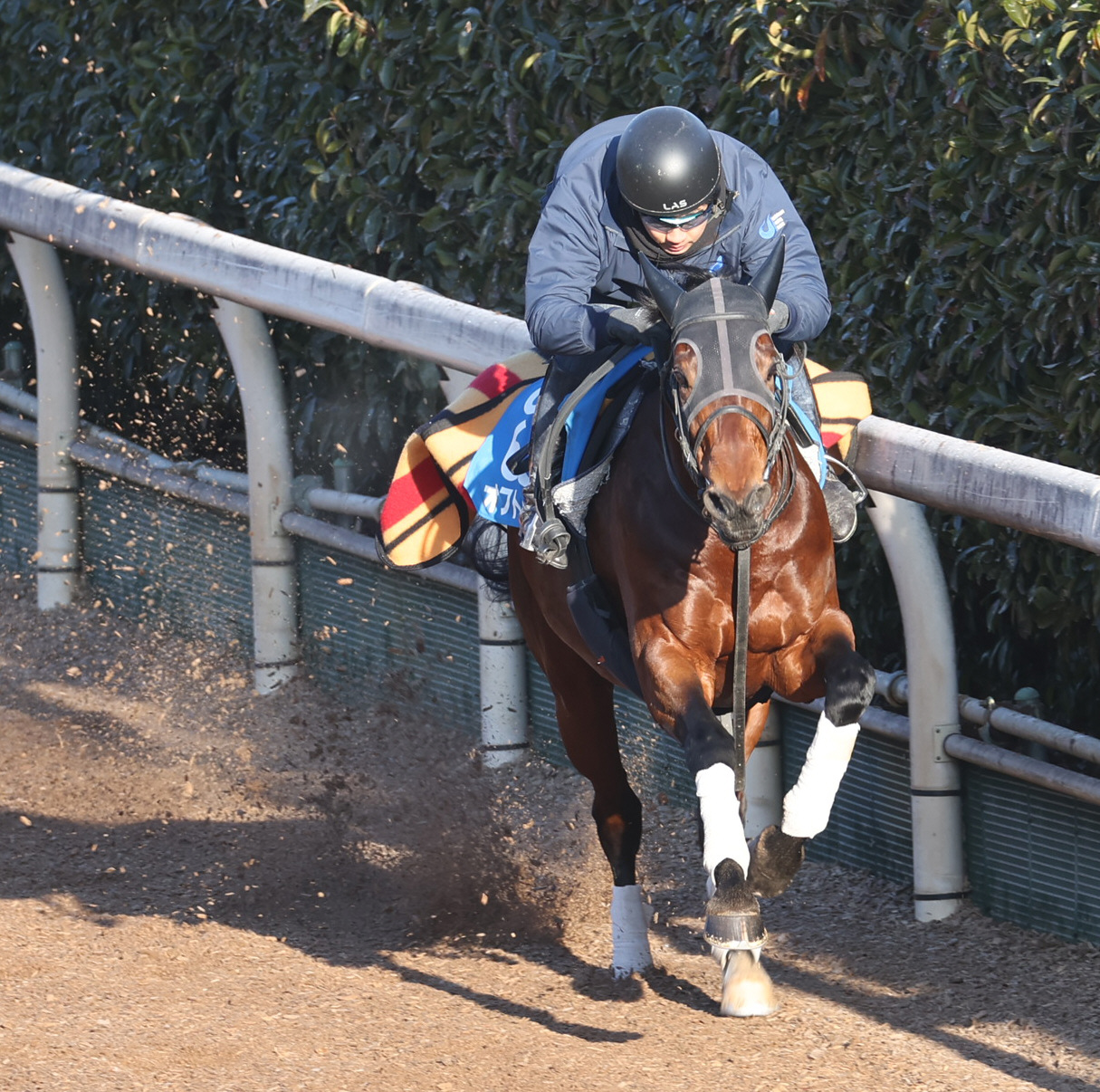 4日、坂路で追い切るオフトレイル