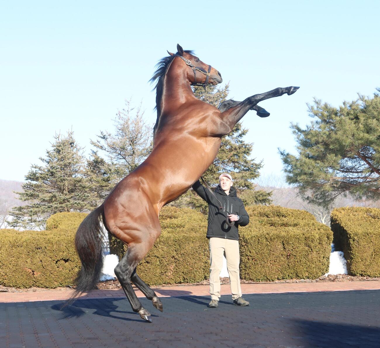 JBBA種牡馬展示会　お披露目されたアメリカンファラオ（撮影・奥村晶治）