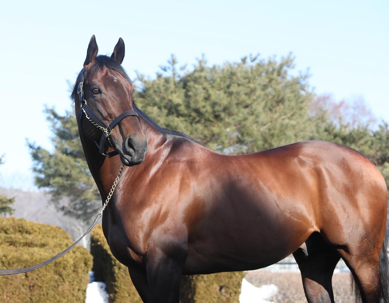JBBA種牡馬展示会　お披露目されたアメリカンファラオ（撮影・奥村晶治）