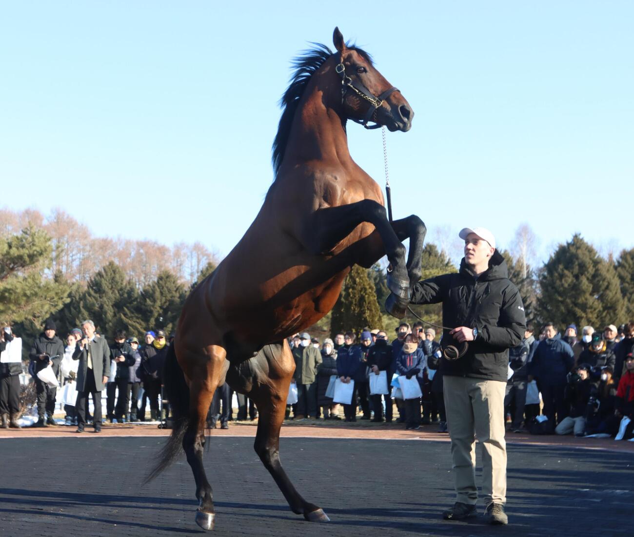 JBBA種牡馬展示会　お披露目されたアメリカンファラオ（撮影・奥村晶治）