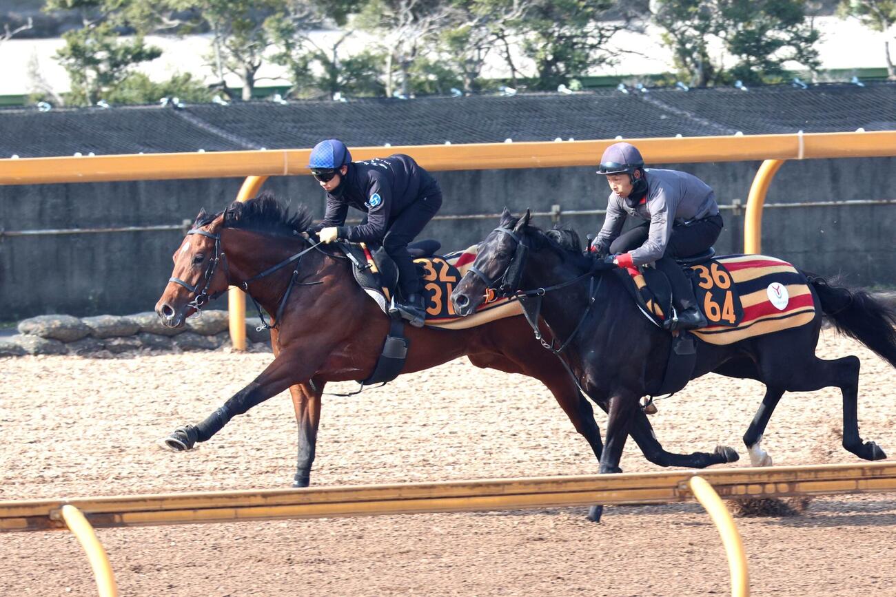 5日、荻野極騎手が騎乗し、併せ馬に先着するゴーイントゥスカイ（左）。（右はミエノストロング）
