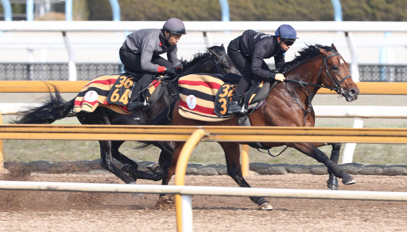 5日、荻野極騎手を背にCウッドコースにて併せ馬で追い切るゴーイントゥスカイ