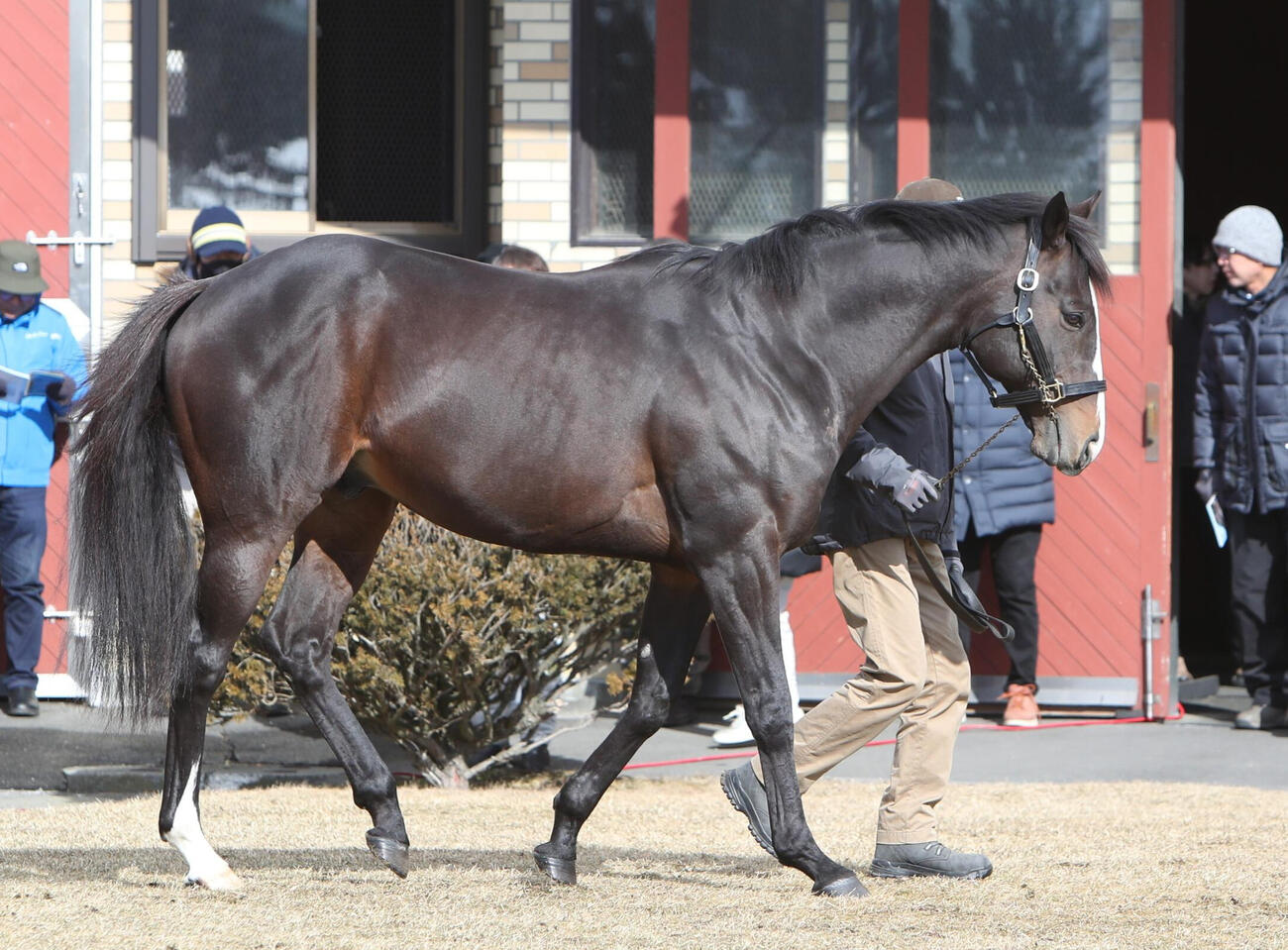 ブリーダーズ・スタリオン・ステーション種牡馬展示会　お披露目されたソウルラッシュ（撮影・奥村晶治）