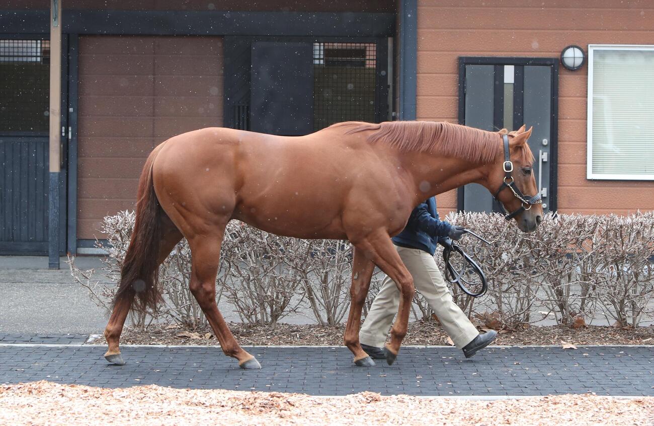 種牡馬展示会でお披露目されたレモンポップ（2025年2月撮影）
