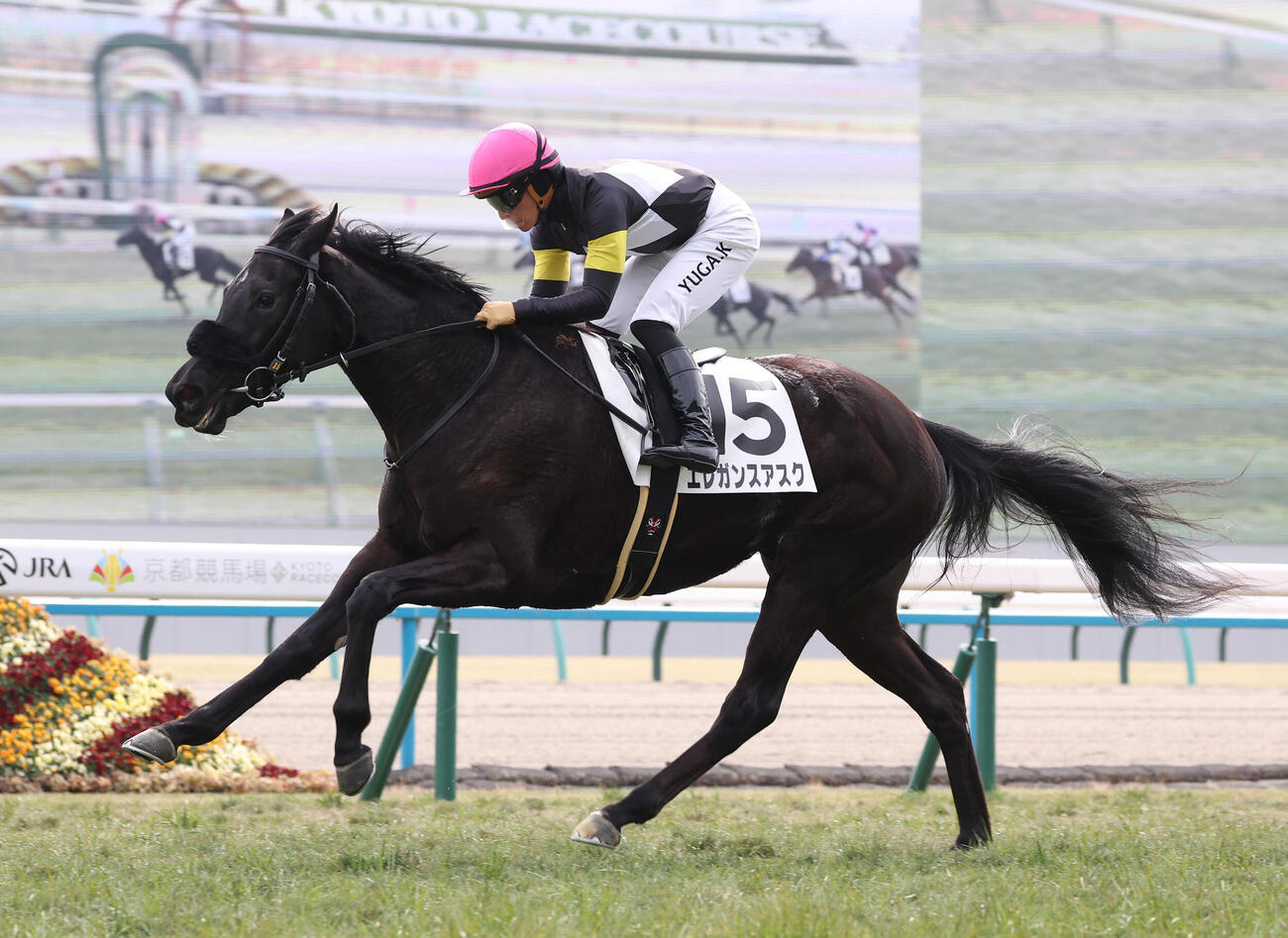 京都5R、直線抜け出して新馬戦を制したエレガンスアスク（撮影・白石智彦）