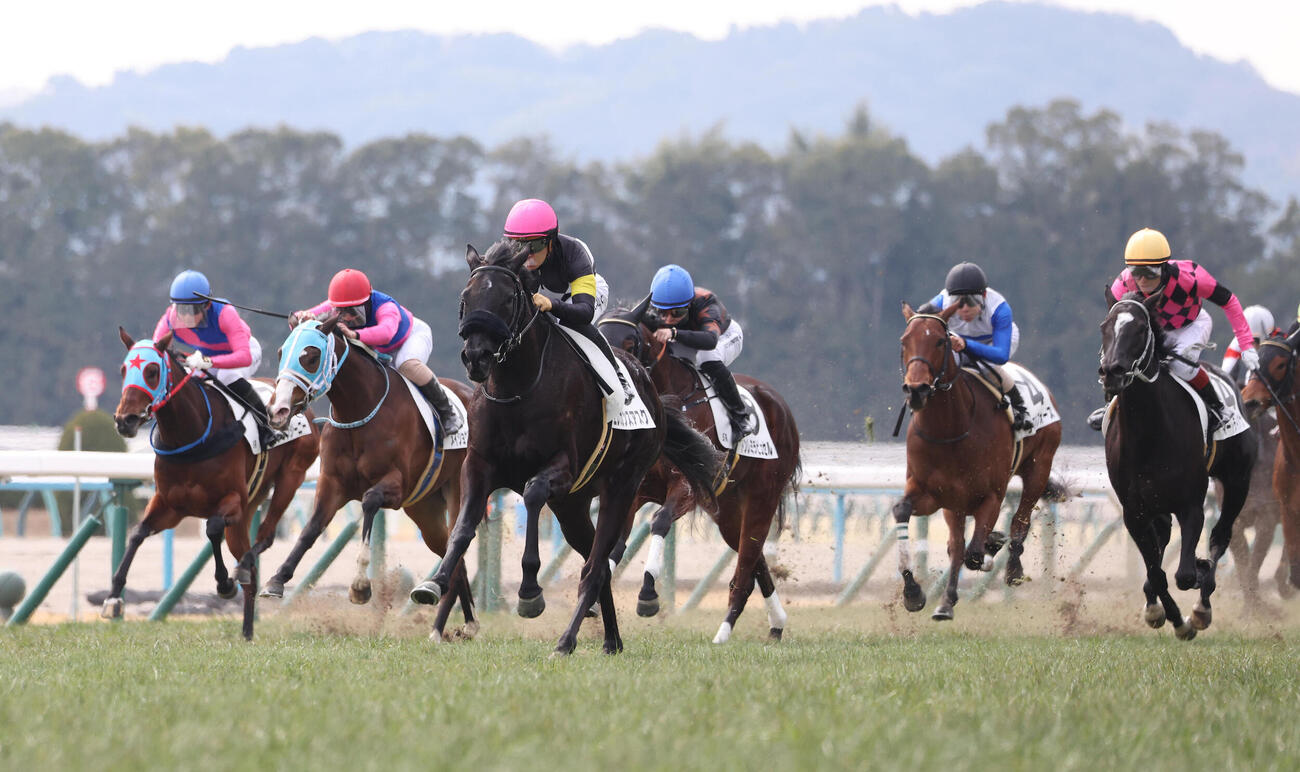 京都5R、直線抜け出して新馬戦を制したエレガンスアスク（中央）（撮影・白石智彦）