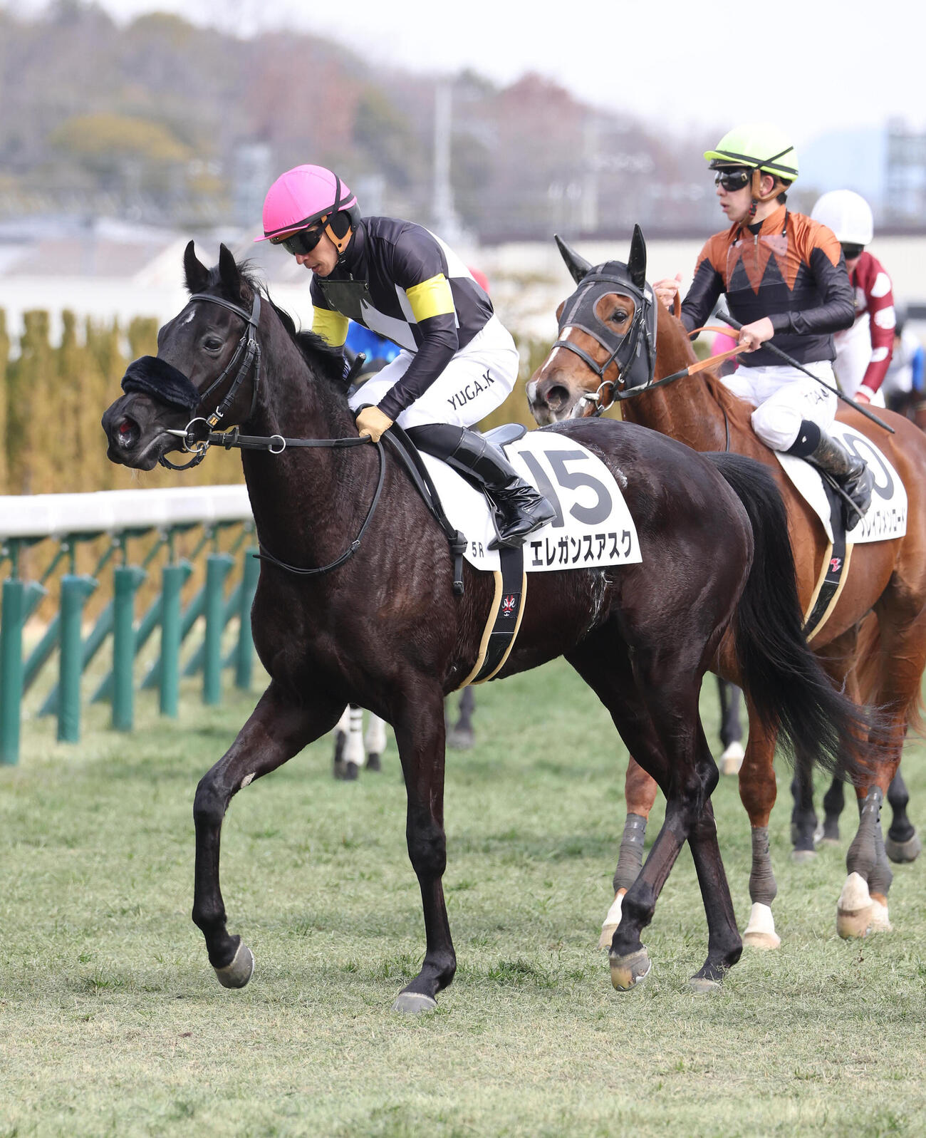 京都5R、新馬戦を制したエレガンスアスク（撮影・白石智彦）